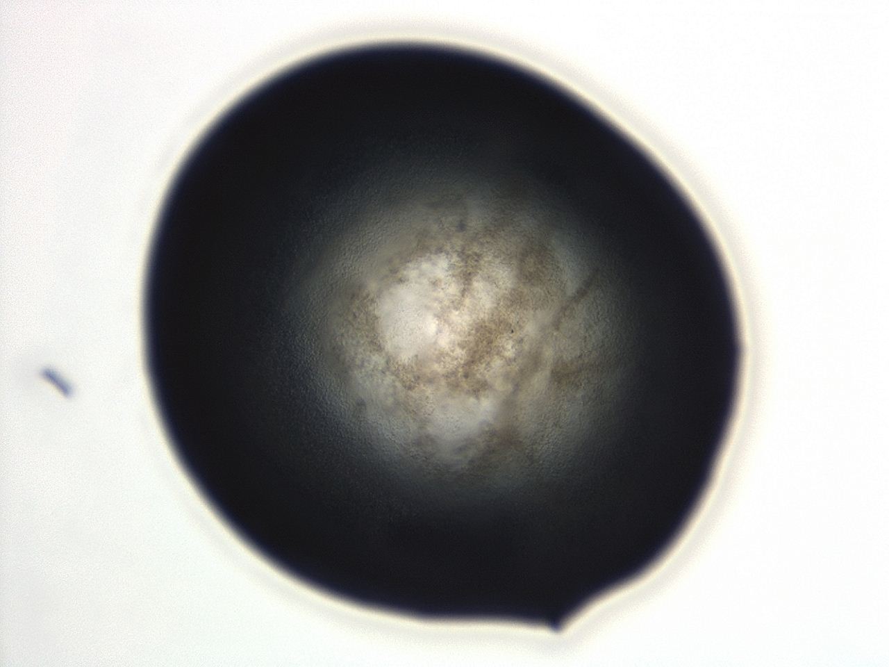 04ez_D12_ImagerDefaults_3.jpg