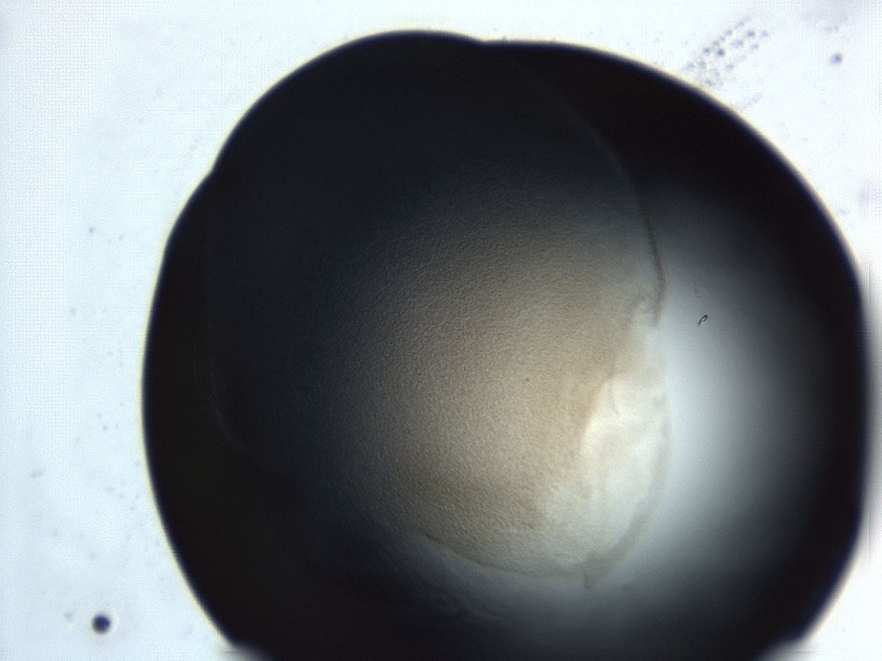 04ez_E10_ImagerDefaults_3.jpg