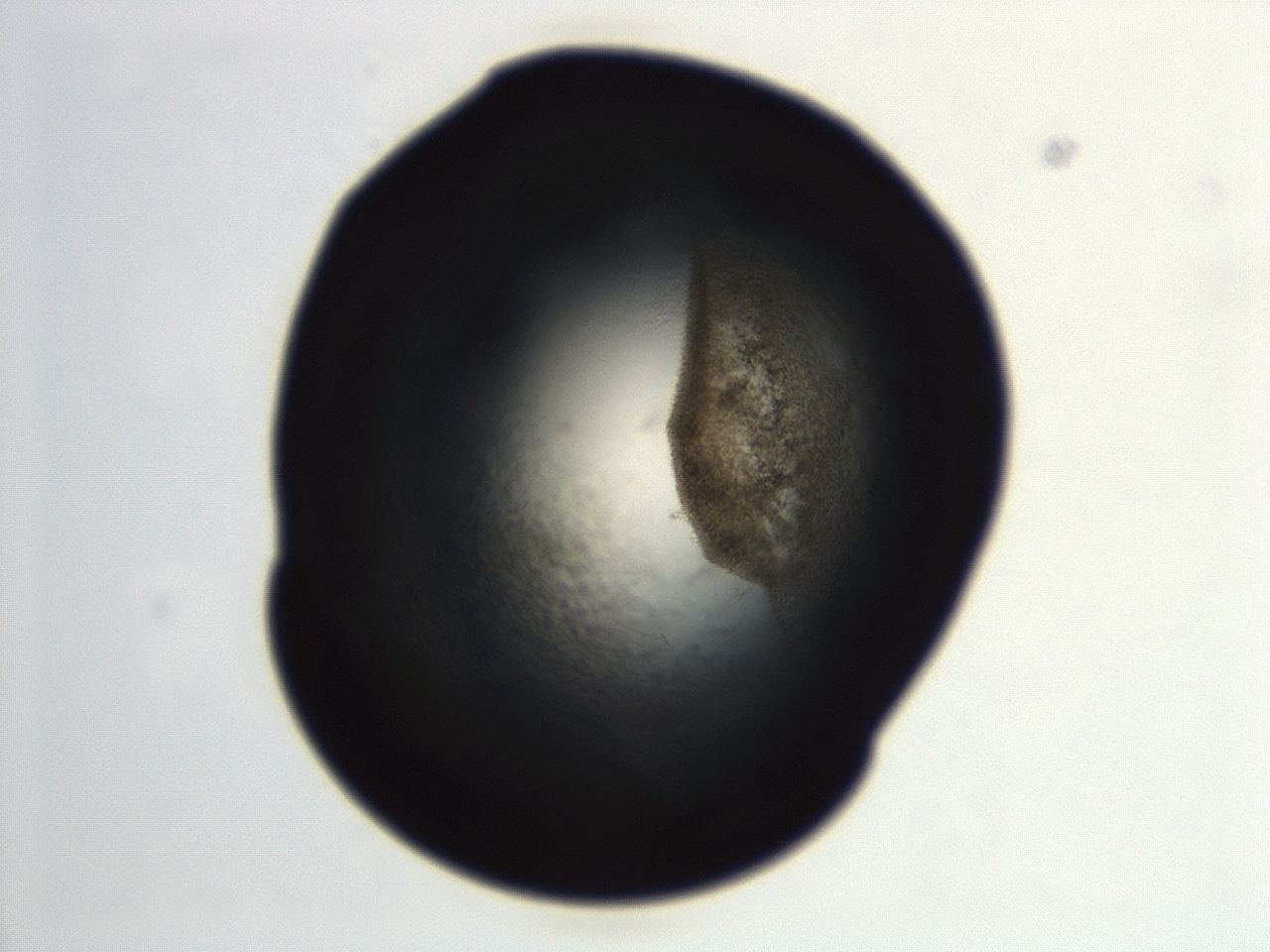 04ez_E12_ImagerDefaults_3.jpg