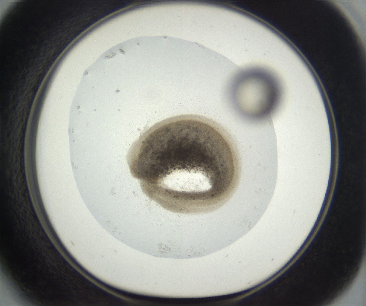 folderID384_plateID3384_batchID19763_wellNum41_profileID1_d1_r299419_ef.jpg