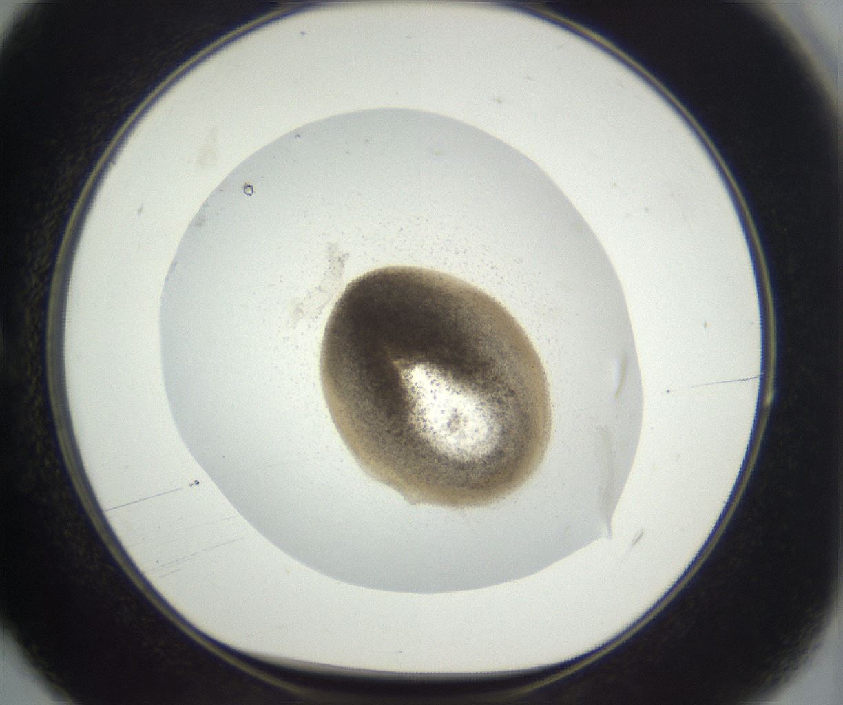 folderID384_plateID3384_batchID19763_wellNum4_profileID1_d1_r299382_ef.jpg