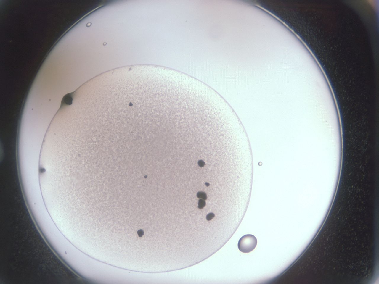 folderID391_plateID391_batchID262_wellNum2_profileID1_d1_r7694_ef.jpg