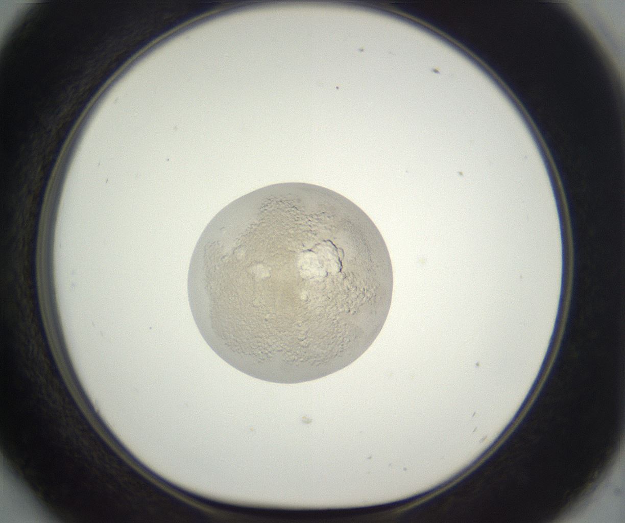 folderID397_plateID3397_batchID19962_wellNum54_profileID1_d1_r301640_ef.jpg