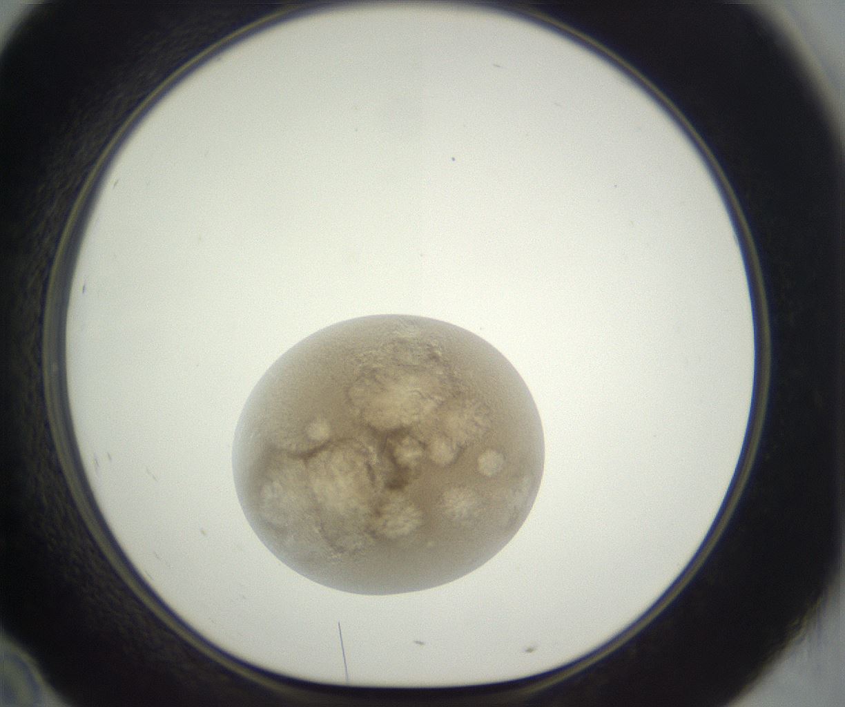 folderID397_plateID3397_batchID21740_wellNum46_profileID1_d1_r301632_ef.jpg