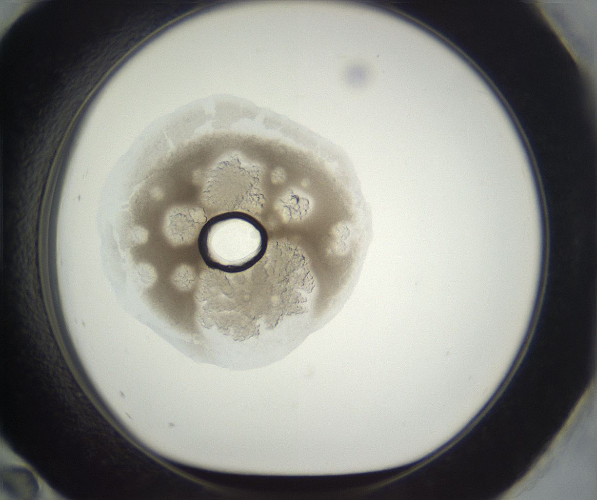 folderID398_plateID3398_batchID19748_wellNum96_profileID1_d1_r301778_ef.jpg