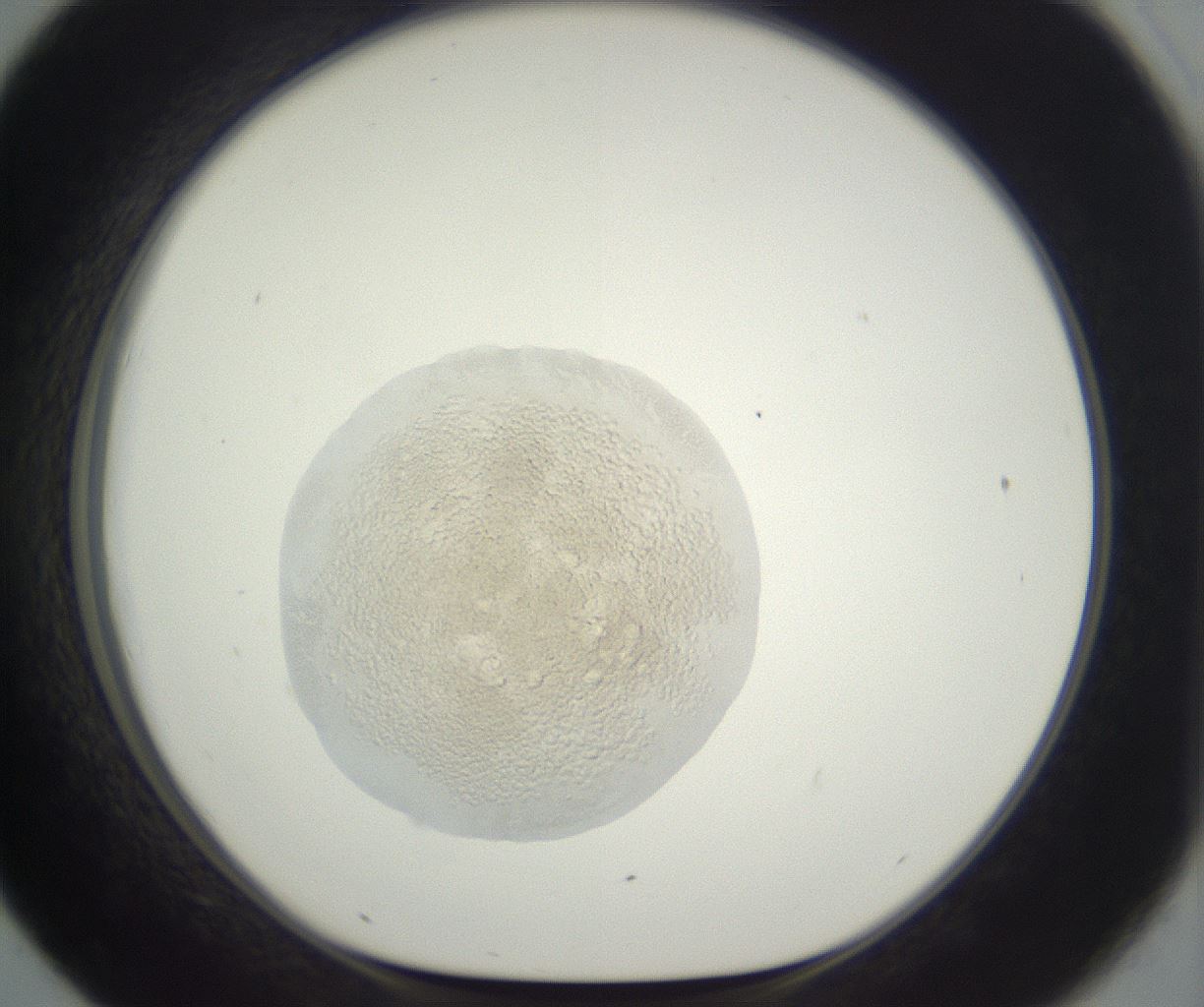 folderID397_plateID3397_batchID19962_wellNum43_profileID1_d1_r301629_ef.jpg