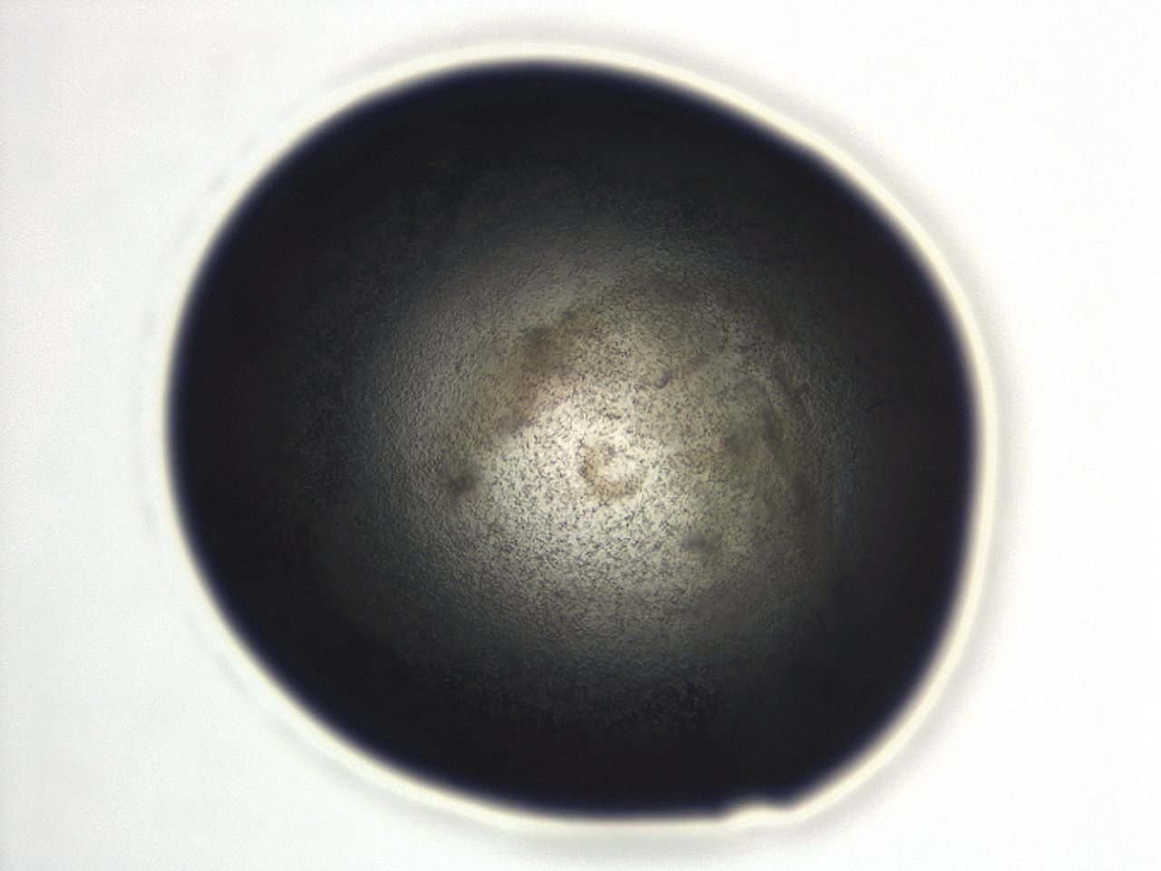 04f0_D11_ImagerDefaults_3.jpg