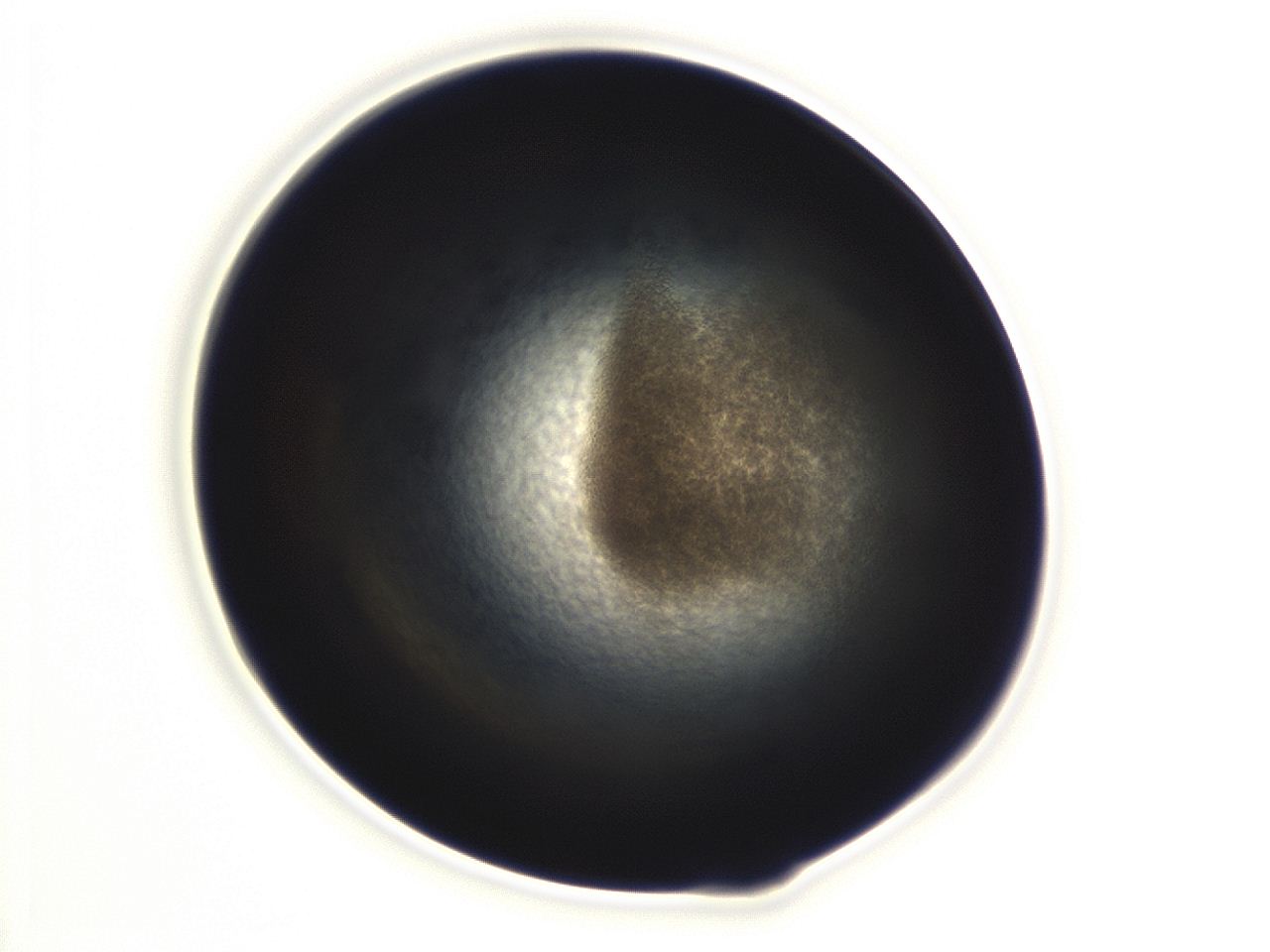 04f0_E11_ImagerDefaults_3.jpg