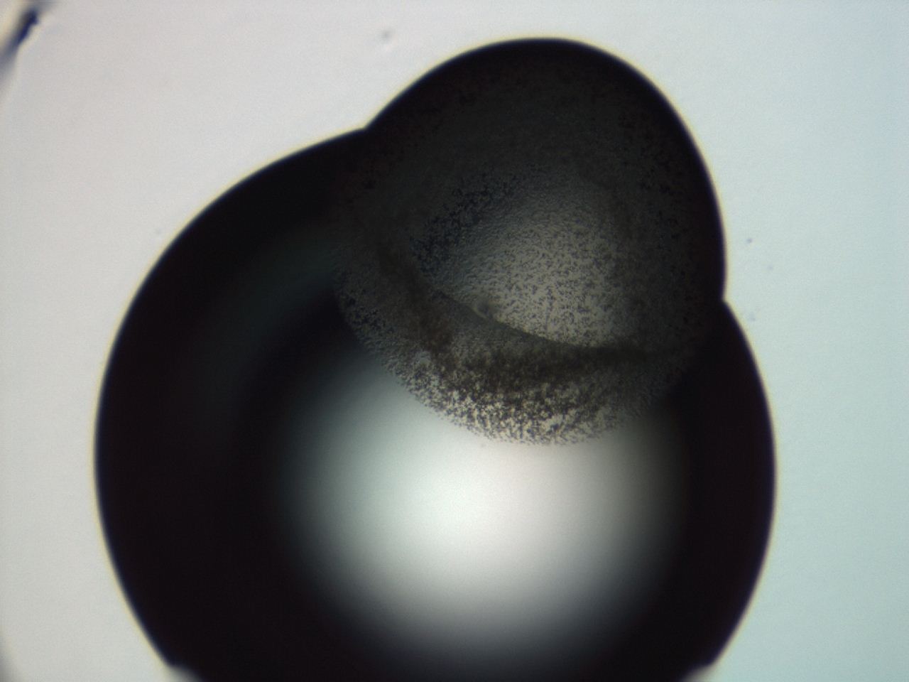 04f0_F5_ImagerDefaults_3.jpg