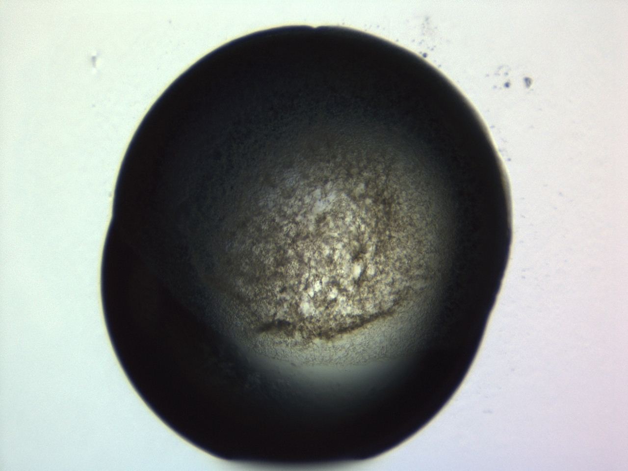 04f0_F6_ImagerDefaults_3.jpg