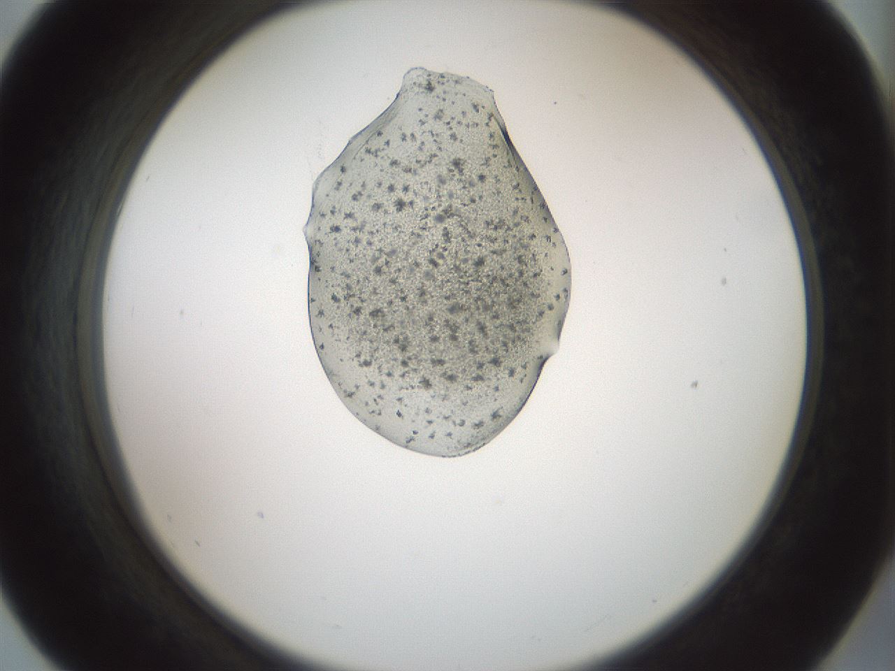 folderID441_plateID1441_batchID5372_wellNum55_profileID1_d2_r90665_ef.jpg