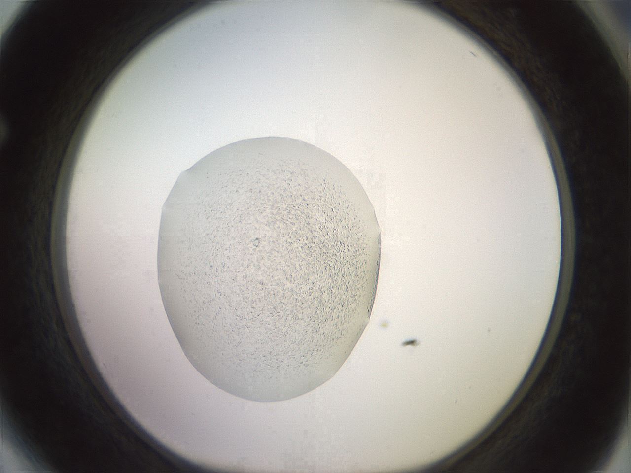 folderID450_plateID3450_batchID21586_wellNum64_profileID1_d1_r309855_ef.jpg