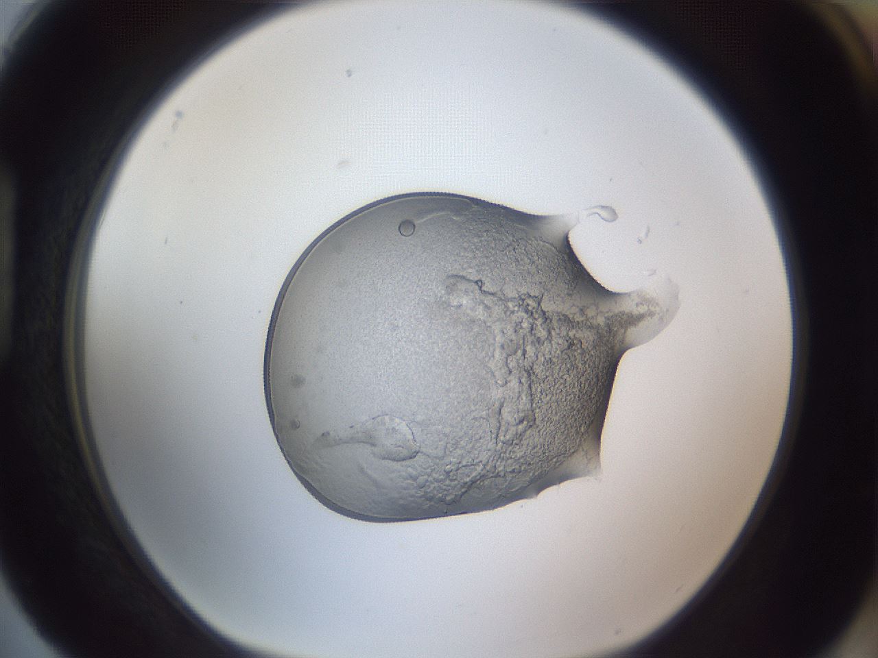 folderID452_plateID3452_batchID20194_wellNum88_profileID1_d1_r309495_ef.jpg