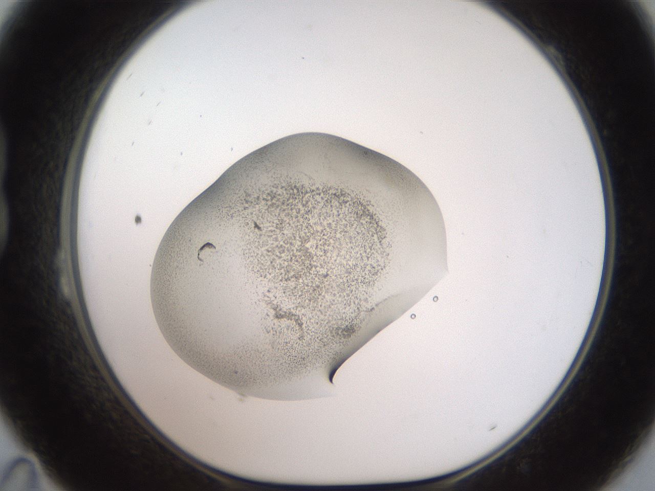 folderID464_plateID3464_batchID22371_wellNum23_profileID1_d1_r306934_ef.jpg