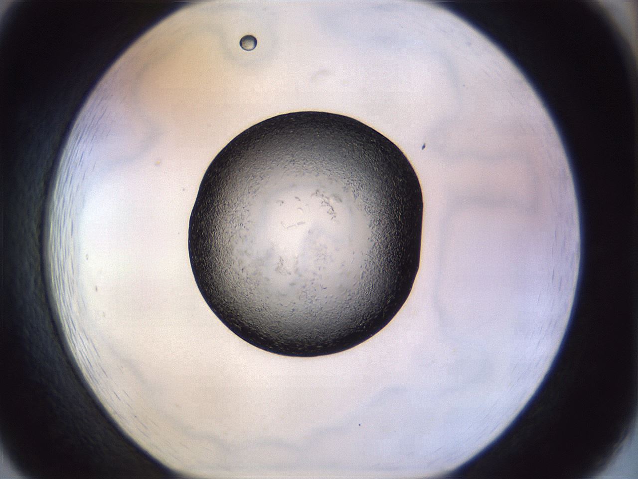 folderID470_plateID1470_batchID5537_wellNum19_profileID1_d1_r93001_ef.jpg