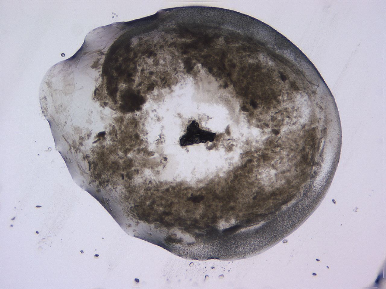 04fj_D11_ImagerDefaults_3.jpg