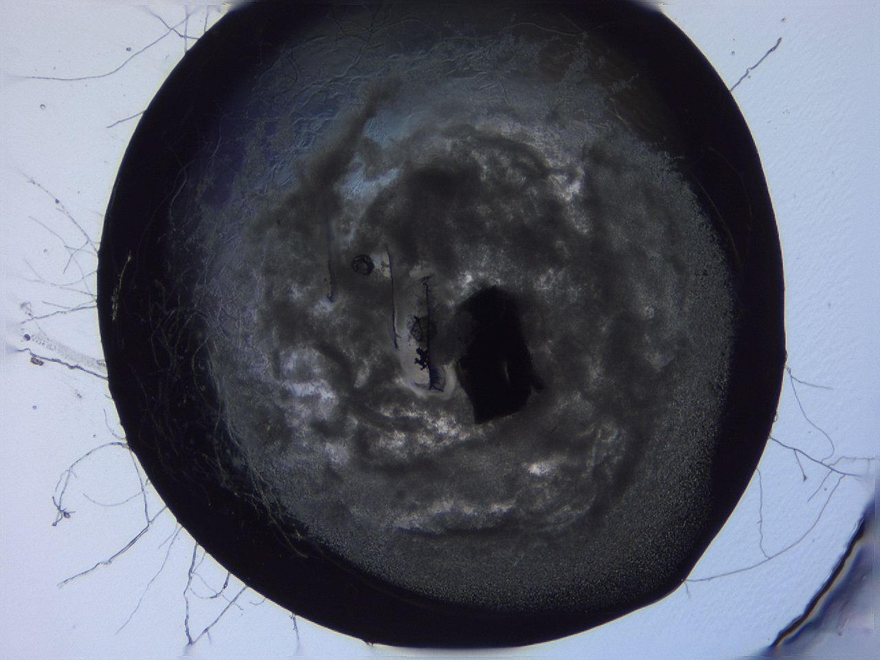 04fj_E1_ImagerDefaults_3.jpg