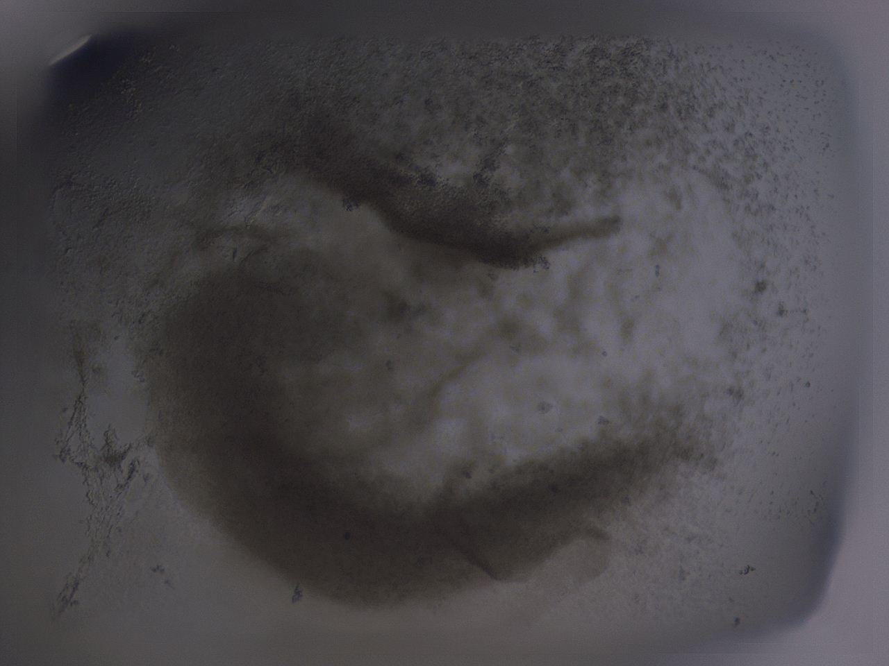 04fz_A8_ImagerDefaults_3.jpg