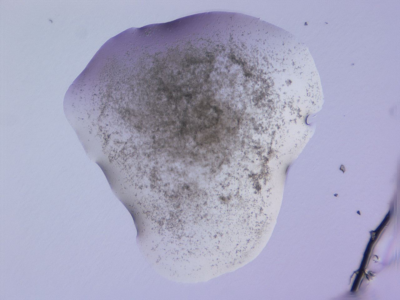 04fz_D4_ImagerDefaults_3.jpg