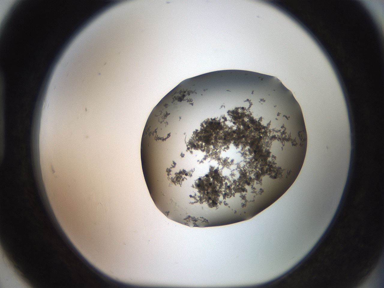 folderID524_plateID3524_batchID22200_wellNum91_profileID1_d1_r315744_ef.jpg