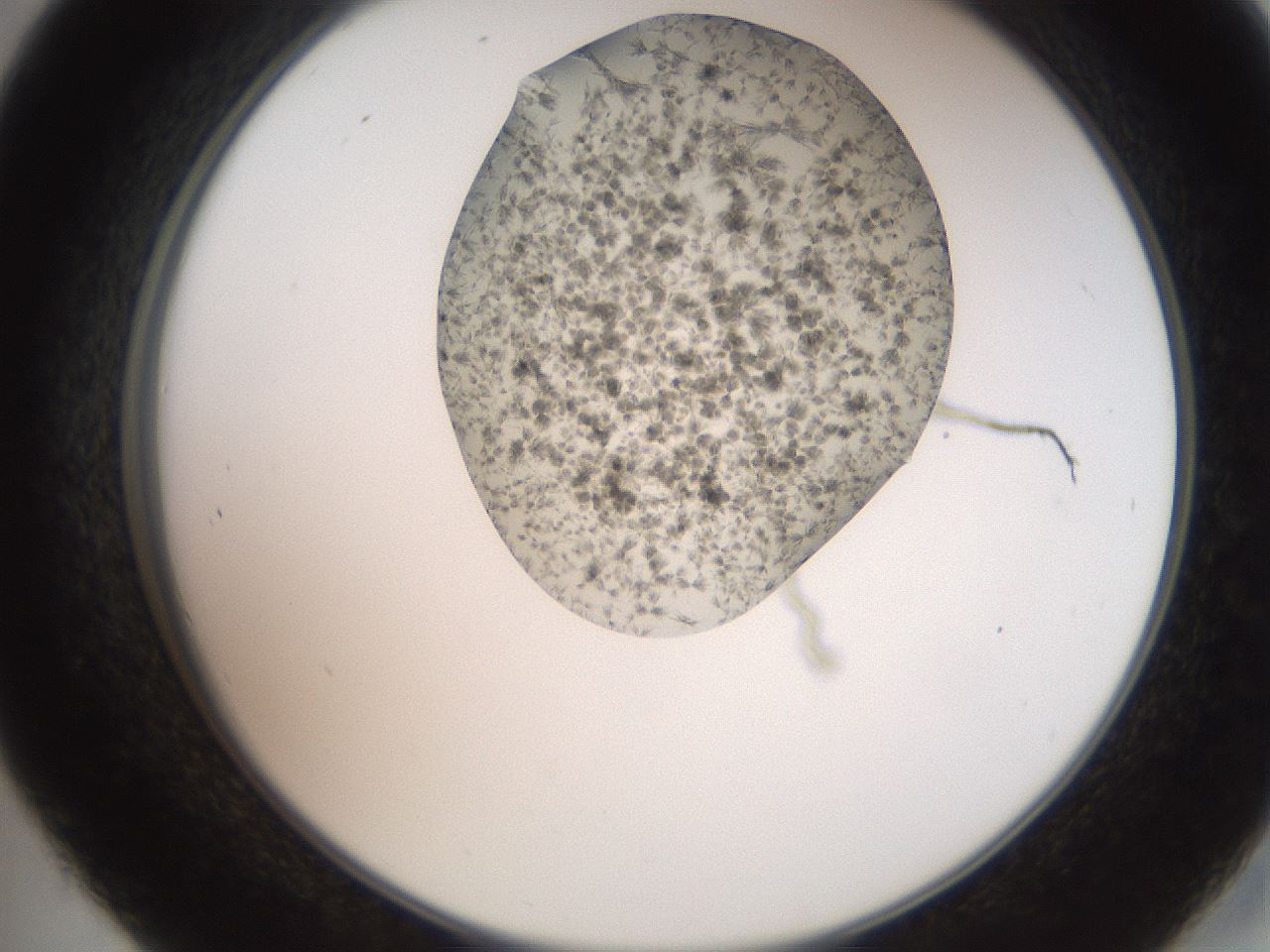 folderID551_plateID2551_batchID12495_wellNum45_profileID1_d2_r194496_ef.jpg