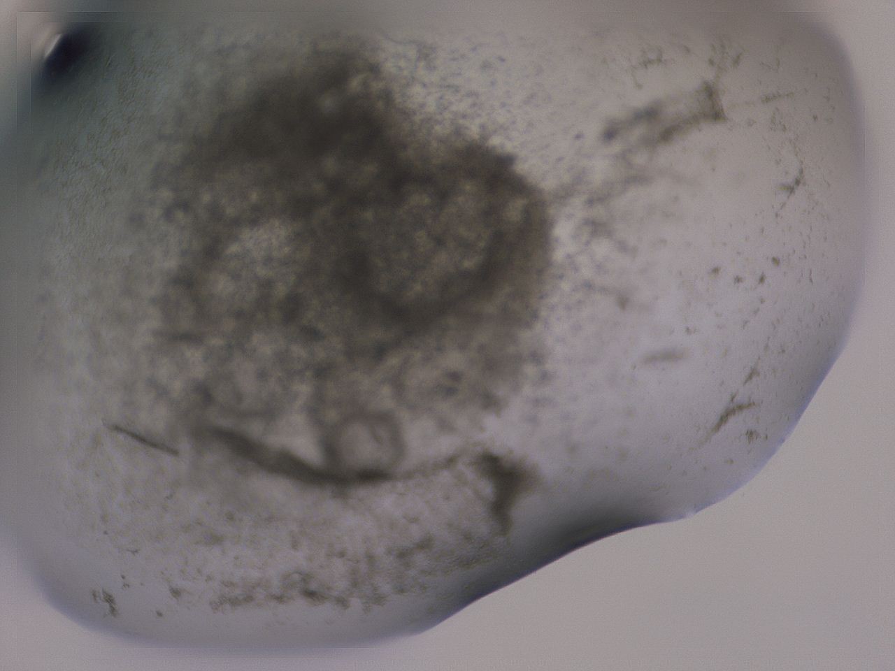 04g0_F11_ImagerDefaults_3.jpg