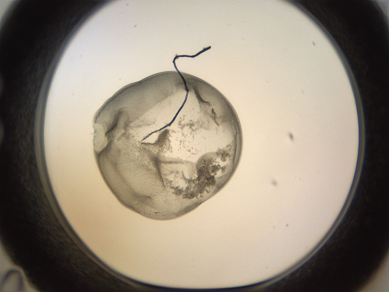 folderID564_plateID1564_batchID6401_wellNum35_profileID1_d1_r101912_ef.jpg