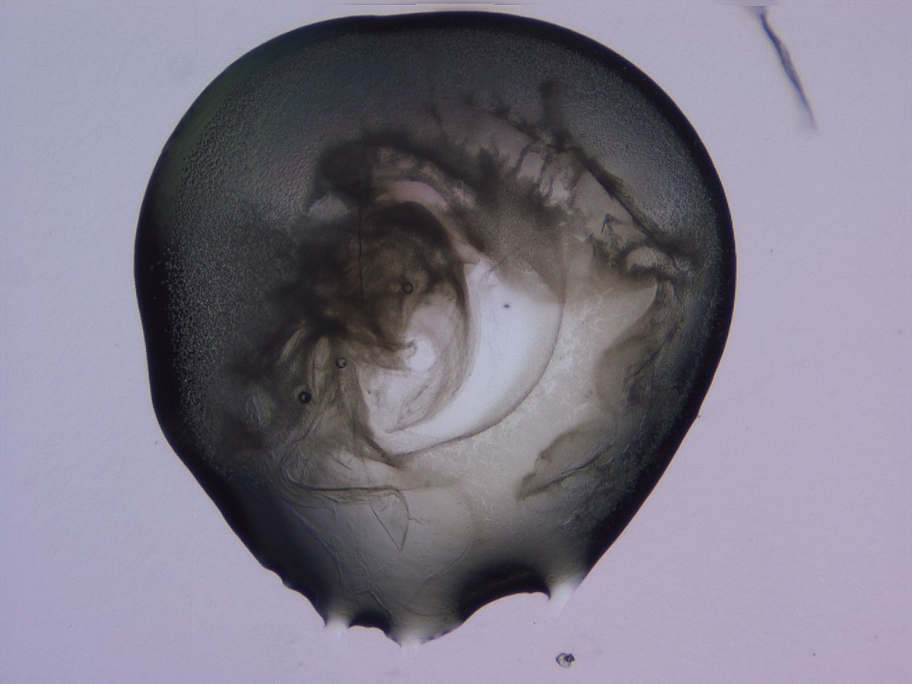 04g2_D5_ImagerDefaults_3.jpg