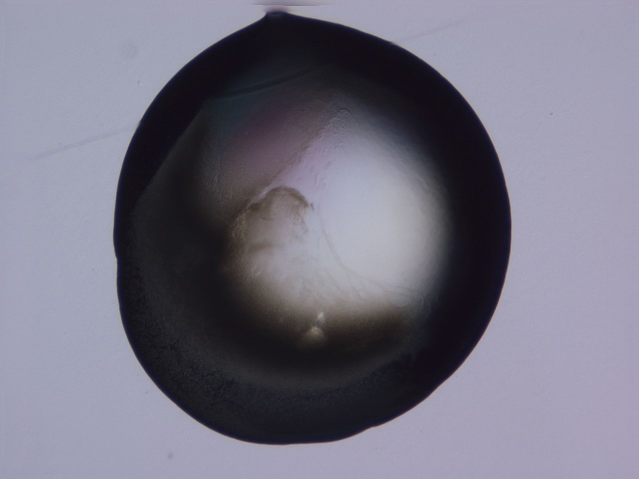 04g3_D4_ImagerDefaults_3.jpg