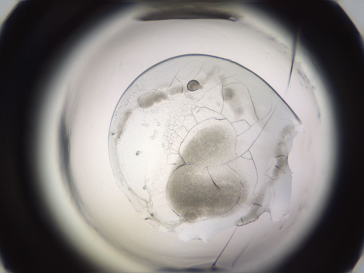 folderID595_plateID2595_batchID14347_wellNum53_profileID1_d1_r206374_ef.jpg