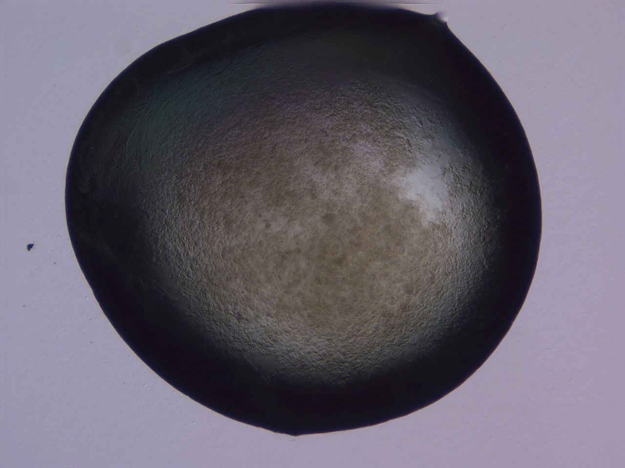 04g4_D4_ImagerDefaults_3.jpg