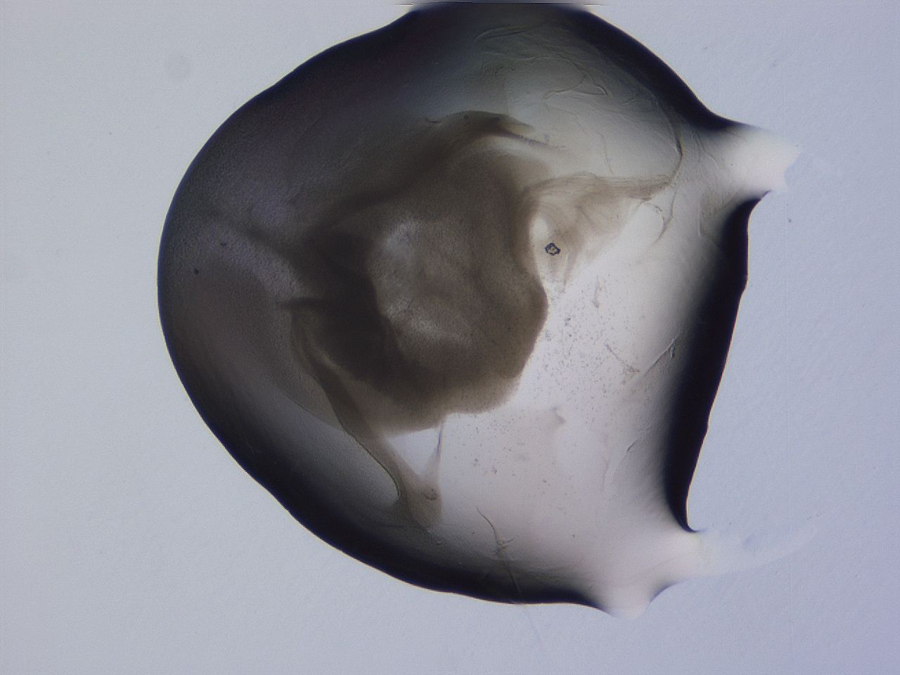 04g4_D12_ImagerDefaults_3.jpg
