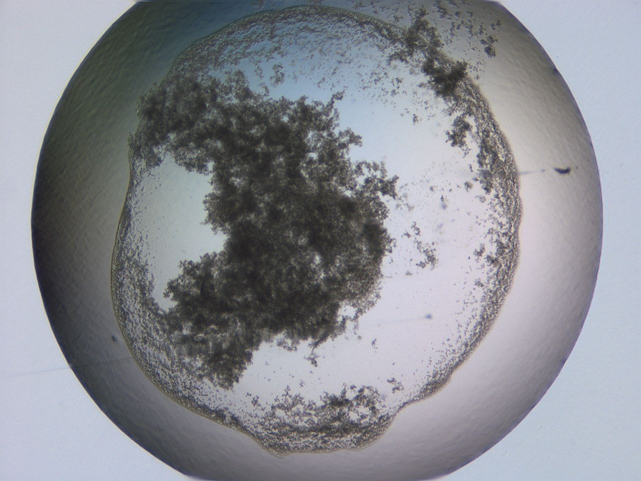 04g4_F5_ImagerDefaults_3.jpg