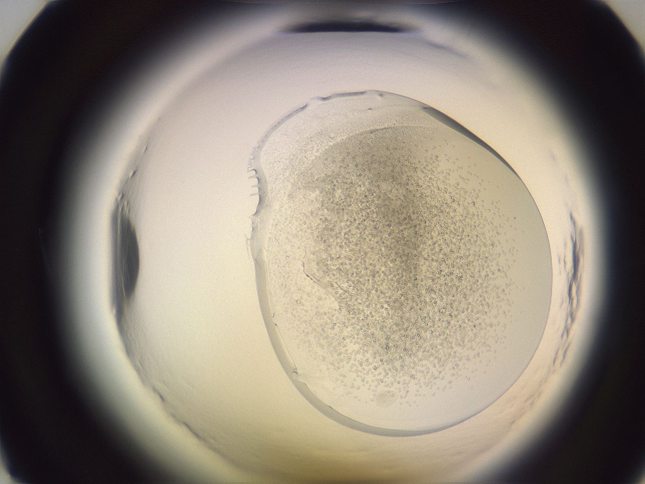 folderID606_plateID2606_batchID12756_wellNum12_profileID1_d1_r203659_ef.jpg