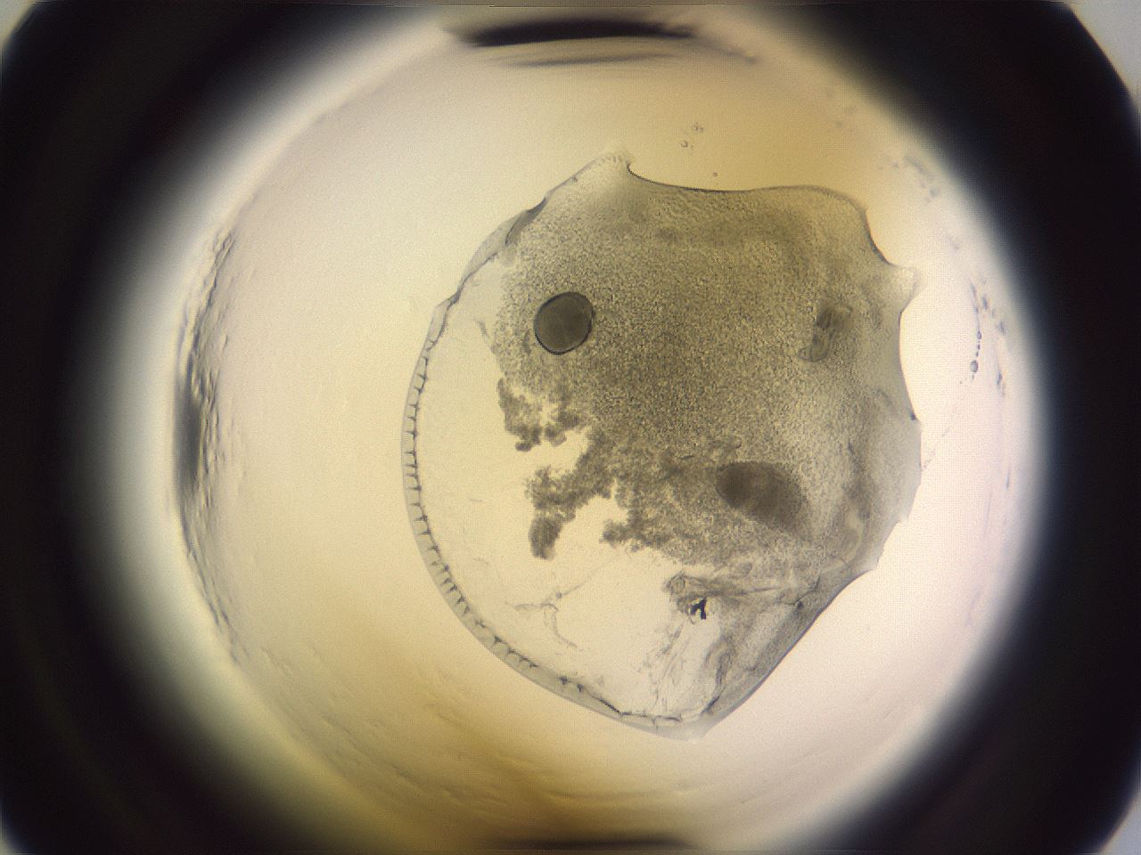 folderID606_plateID2606_batchID15110_wellNum30_profileID1_d2_r203714_ef.jpg