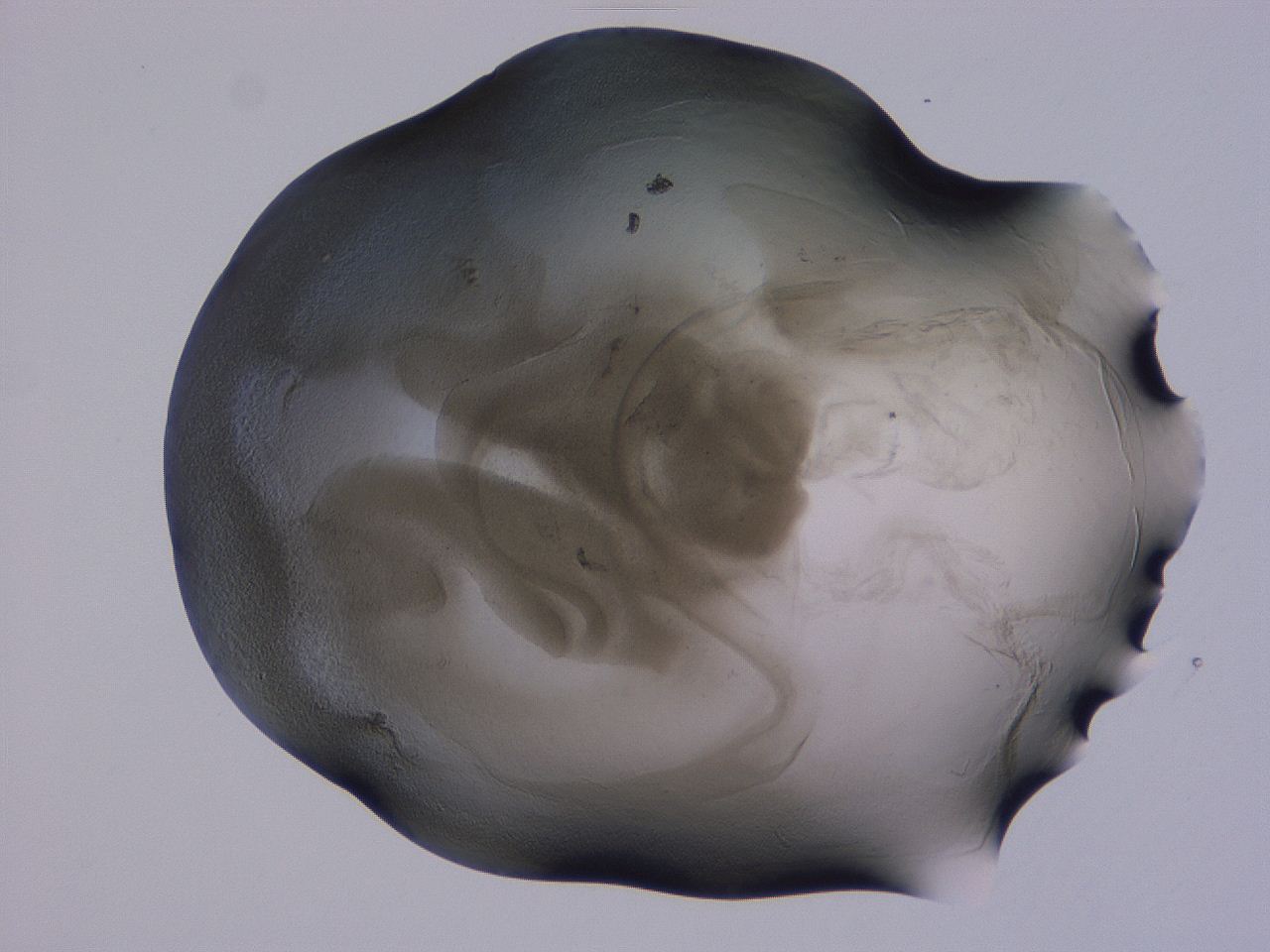04g5_D12_ImagerDefaults_3.jpg
