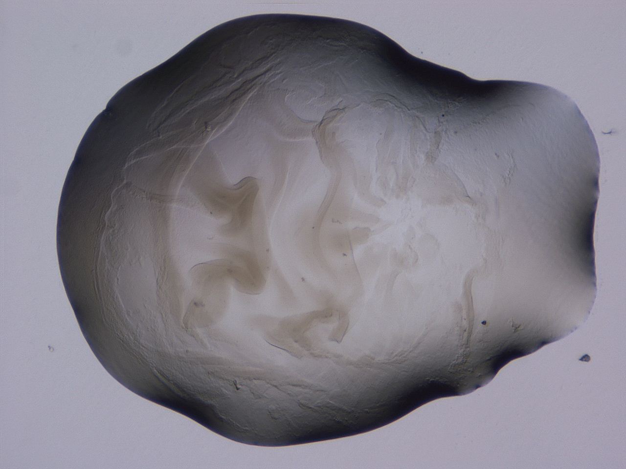 04g5_A12_ImagerDefaults_3.jpg