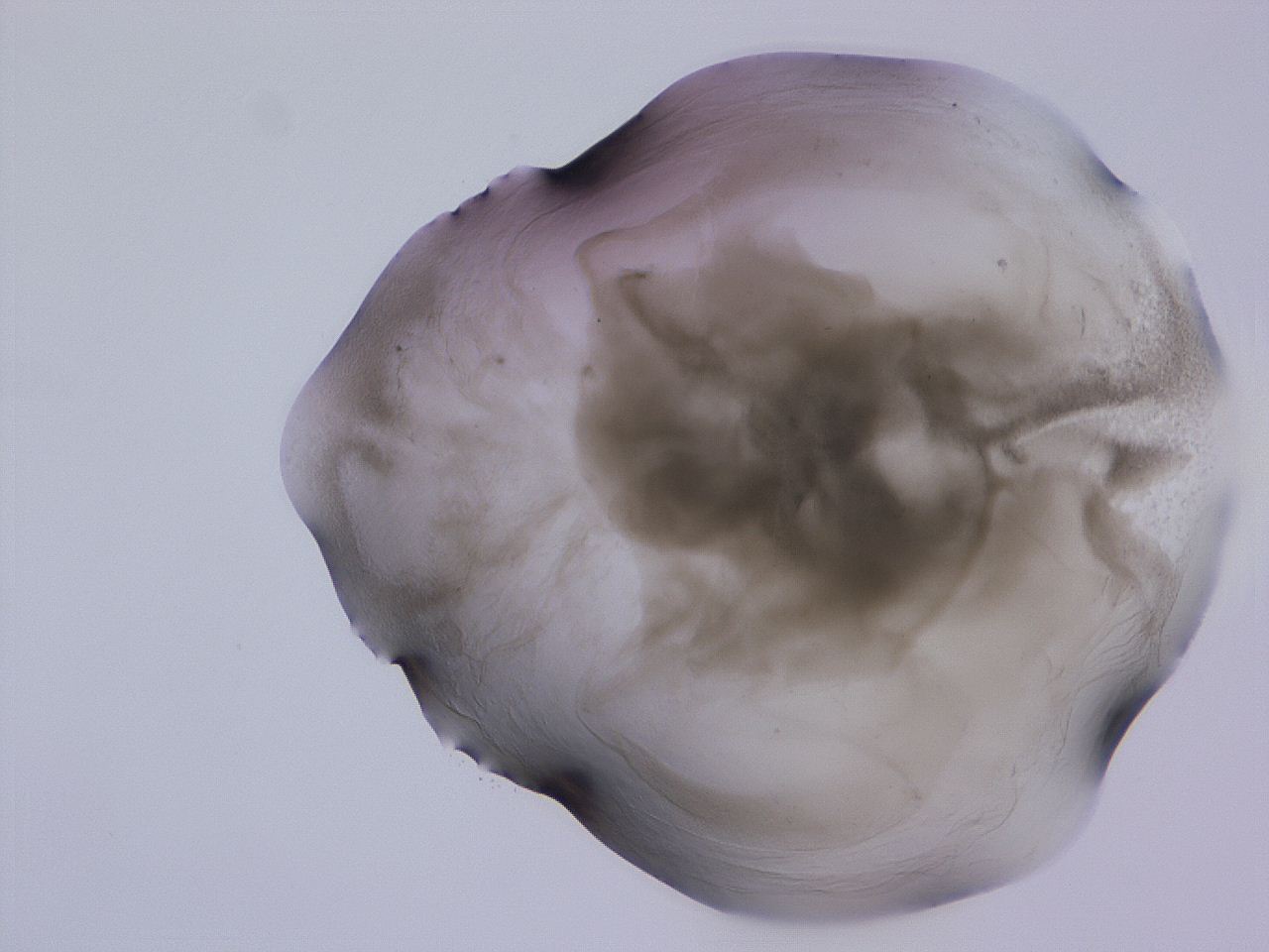04g5_C9_ImagerDefaults_3.jpg