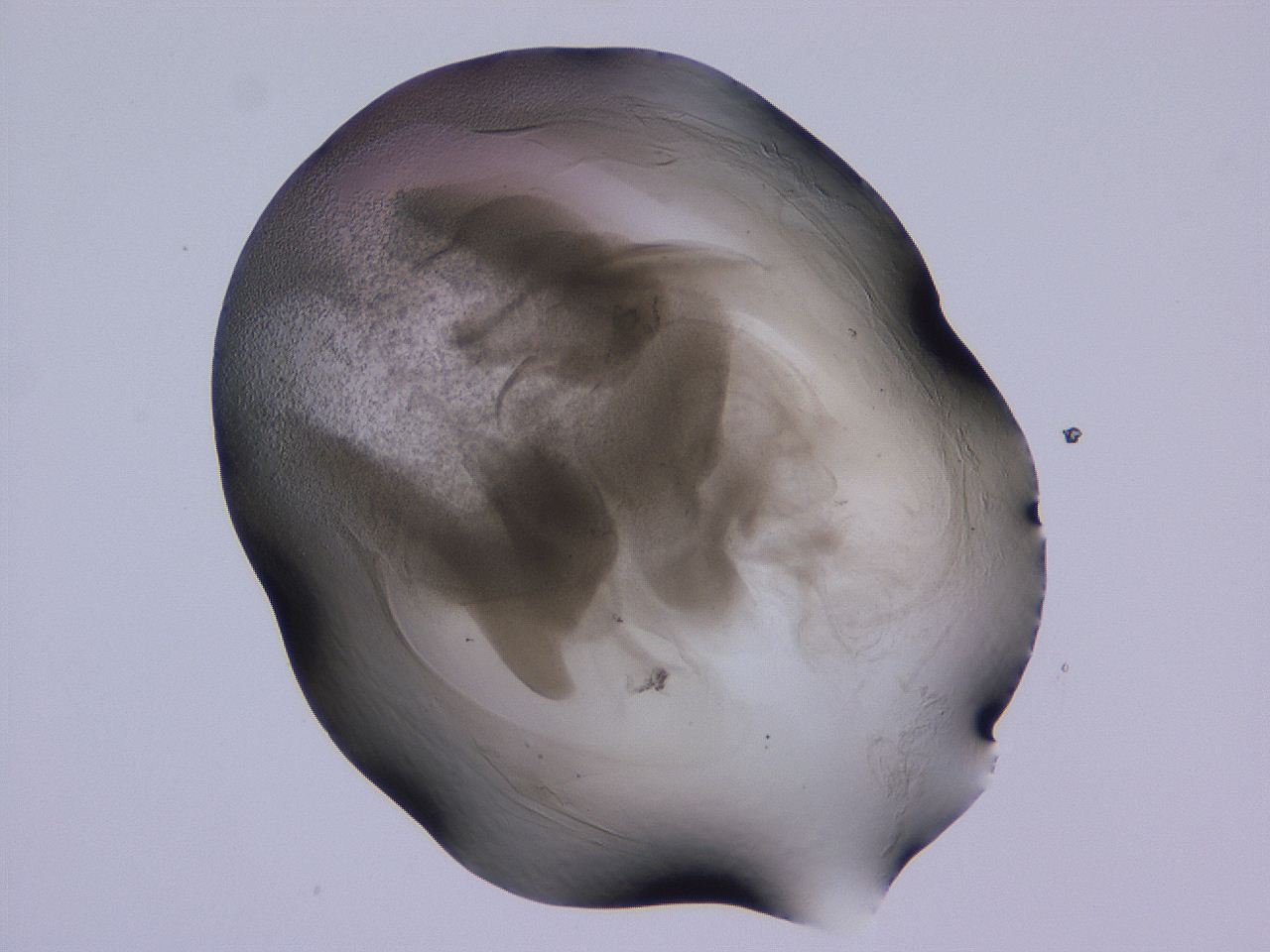 04g5_C4_ImagerDefaults_3.jpg