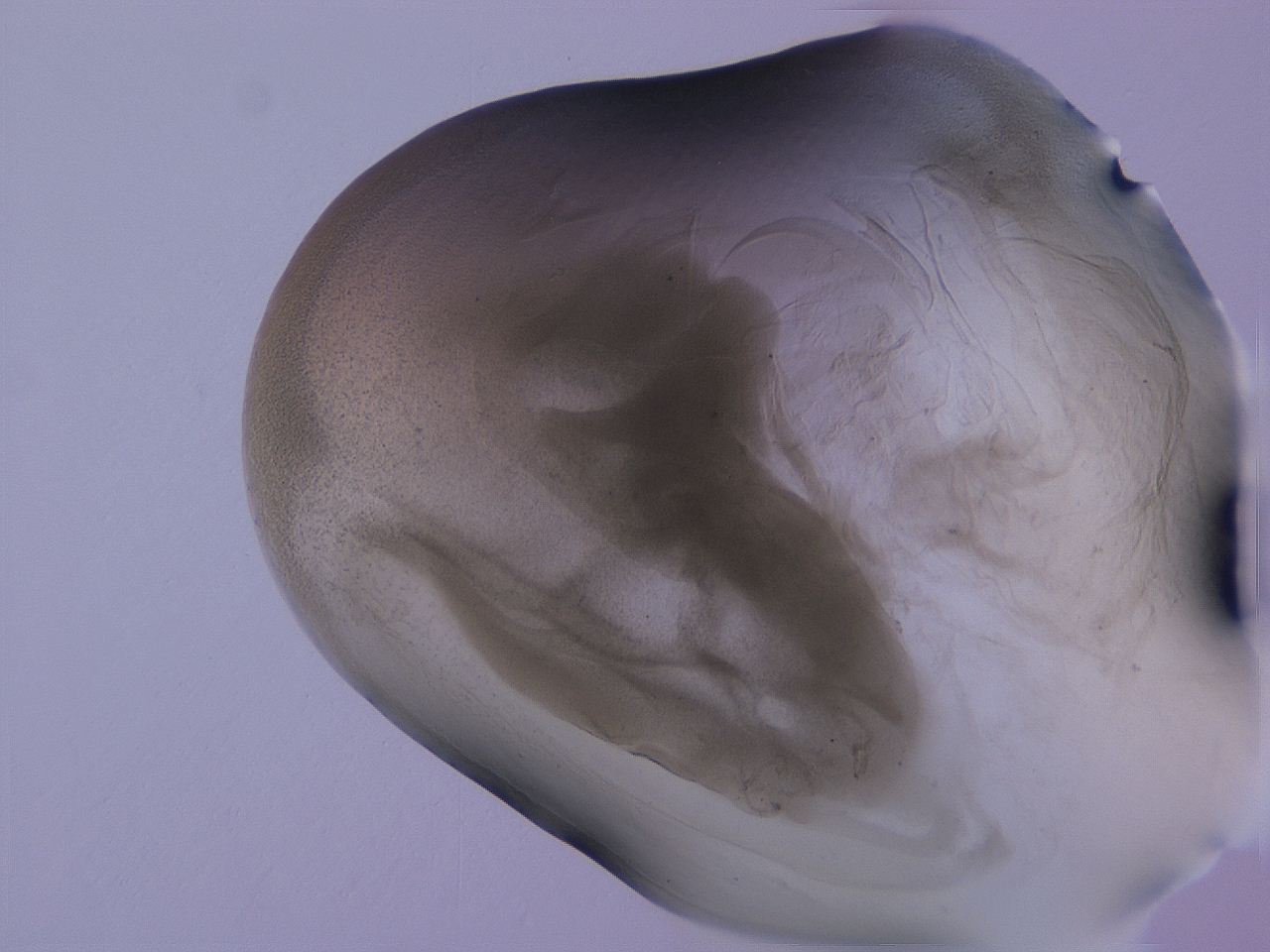 04g5_D2_ImagerDefaults_3.jpg