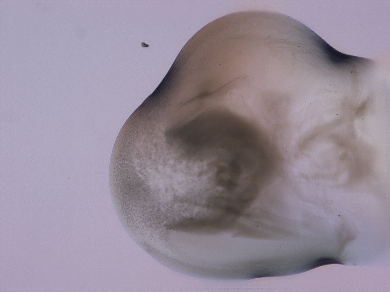 04g5_D6_ImagerDefaults_3.jpg