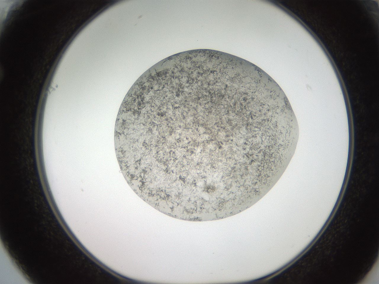 folderID630_plateID1630_batchID6713_wellNum61_profileID1_d1_r109199_ef.jpg