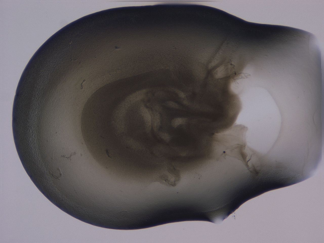 04g5_D7_ImagerDefaults_3.jpg