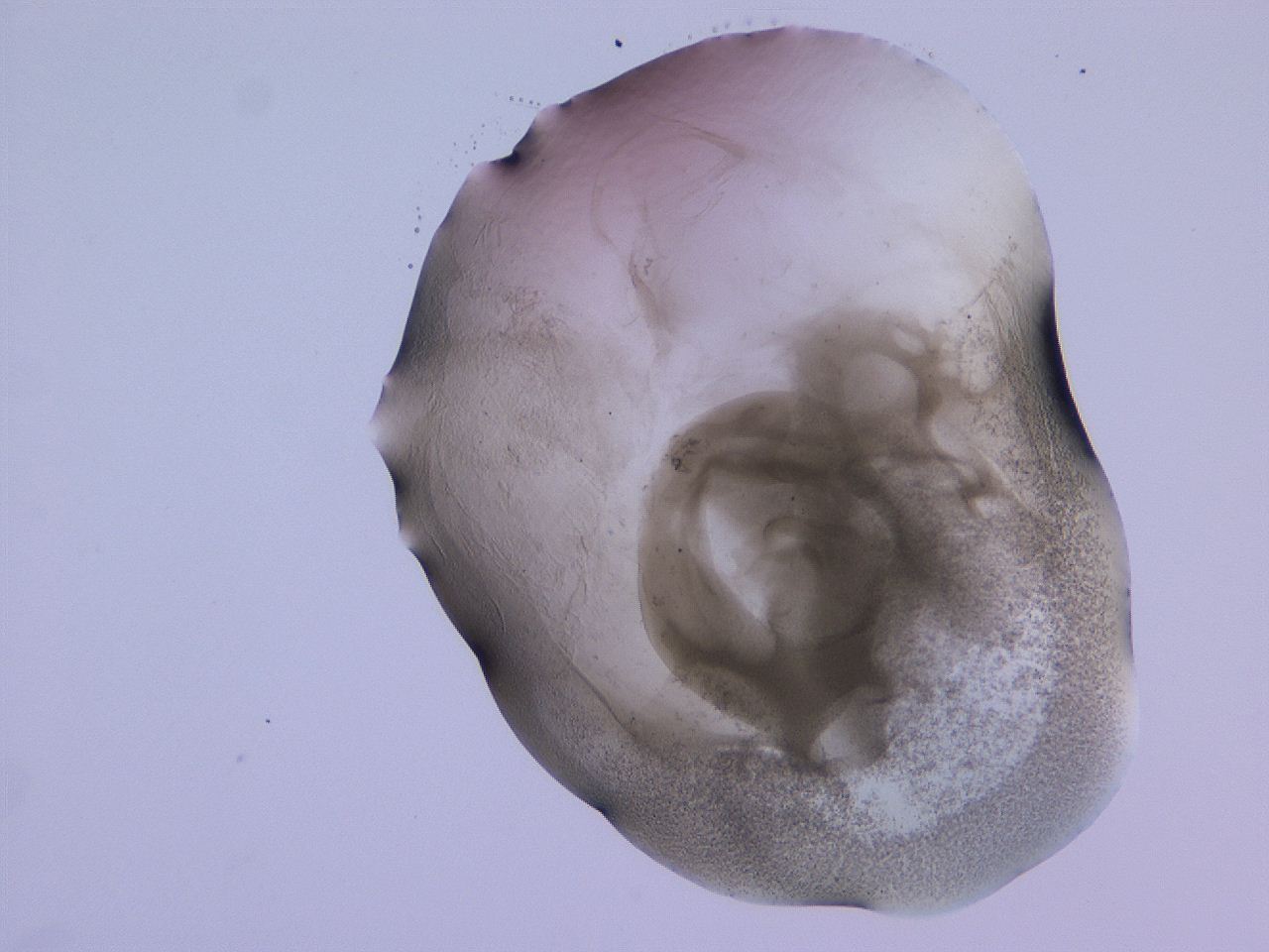 04g5_D10_ImagerDefaults_3.jpg