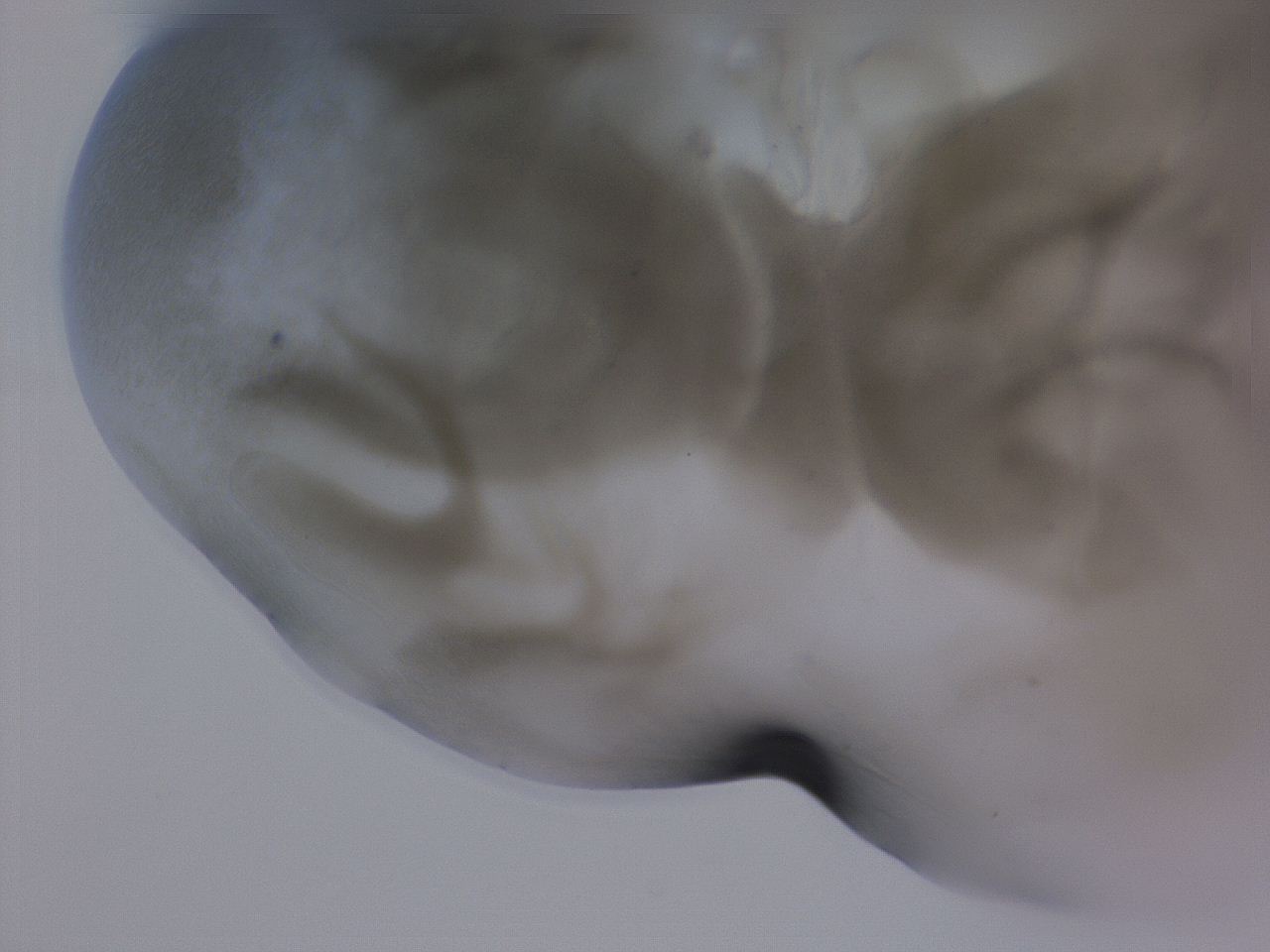 04g5_G9_ImagerDefaults_3.jpg