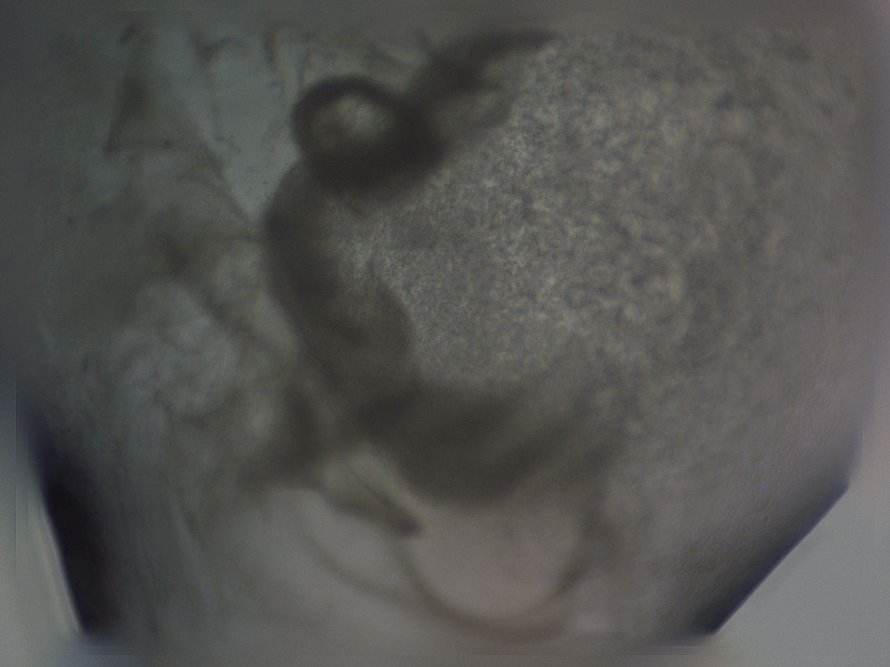04g5_G10_ImagerDefaults_3.jpg