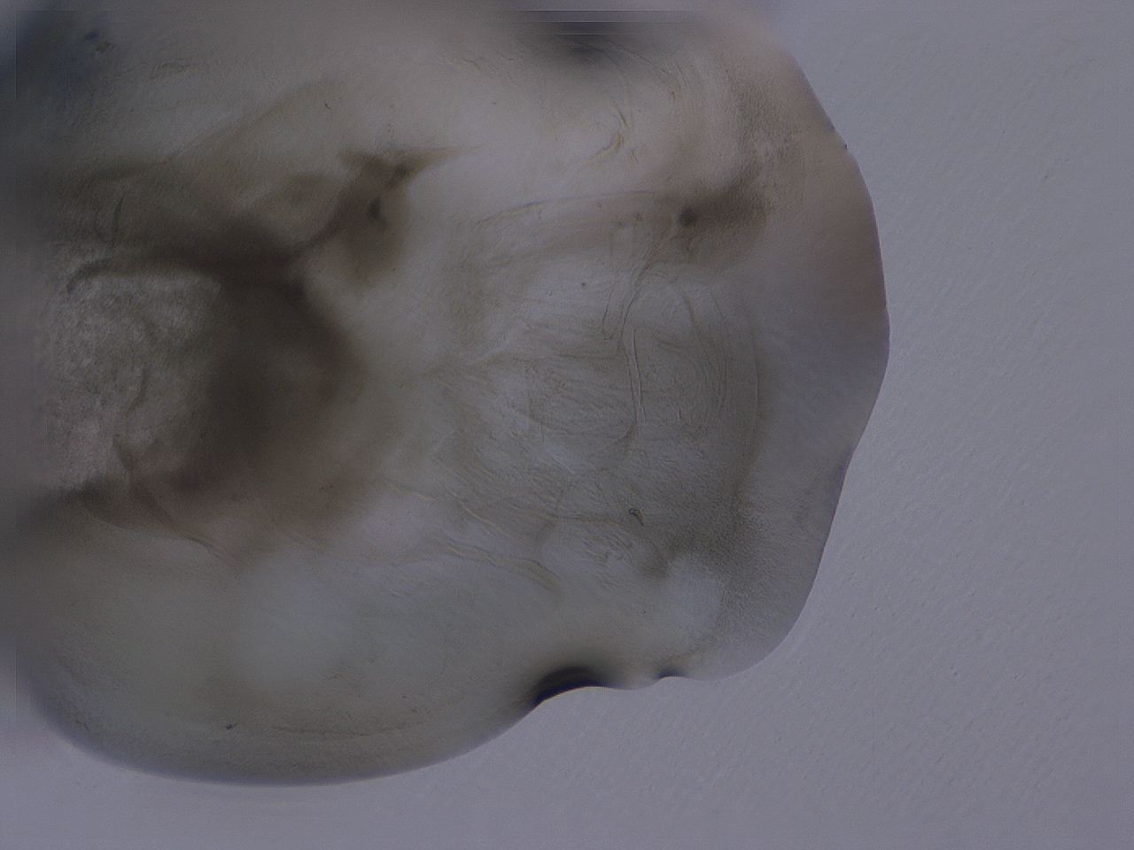 04g5_H5_ImagerDefaults_3.jpg