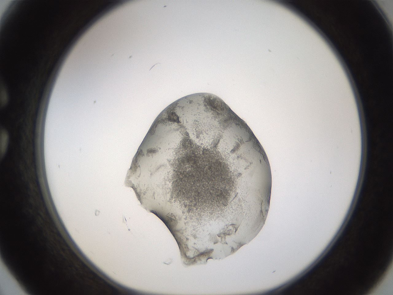 folderID67_plateID3067_batchID17179_wellNum30_profileID1_d1_r267206_ef.jpg