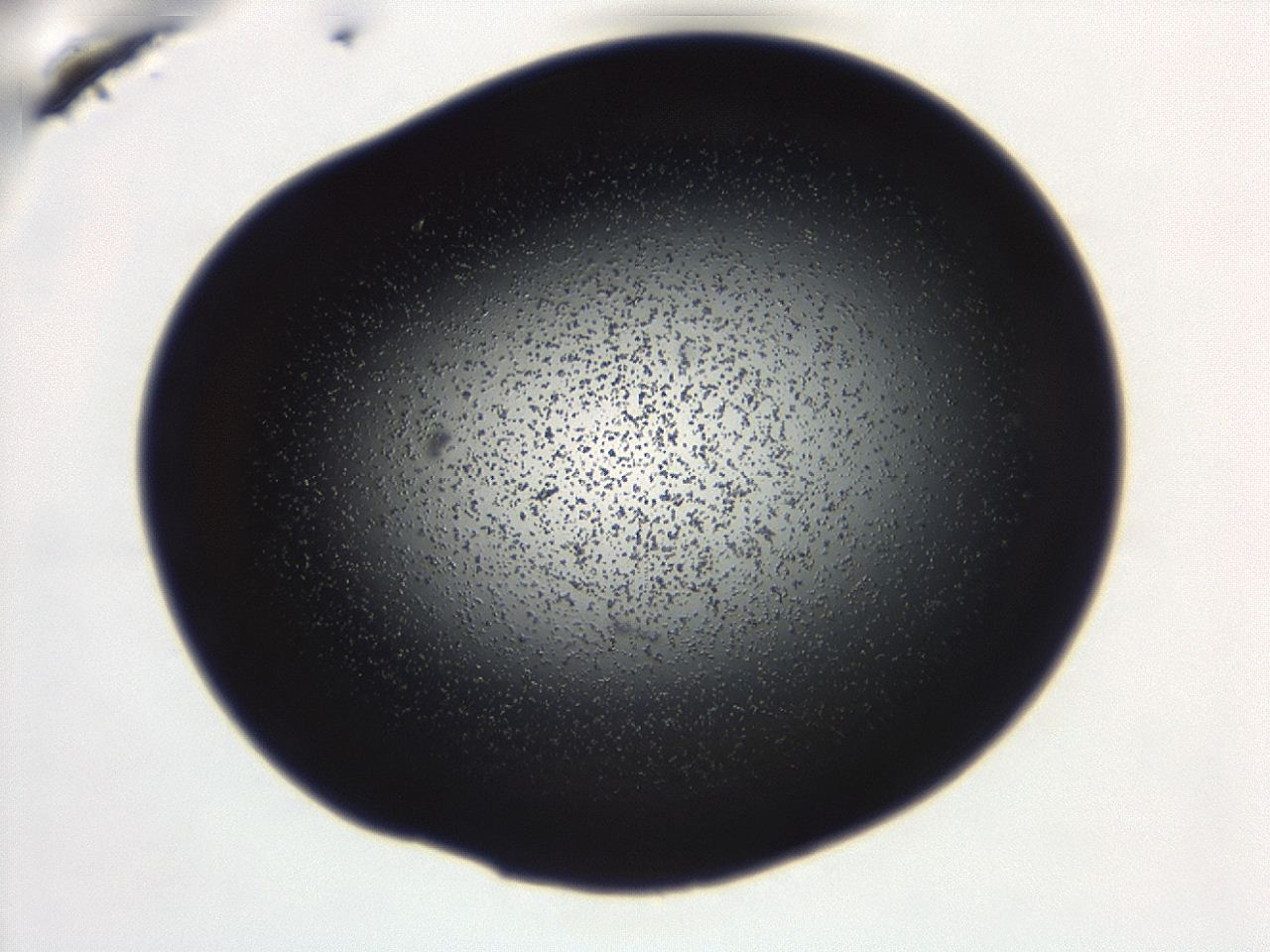 04g7_D9_ImagerDefaults_0.jpg