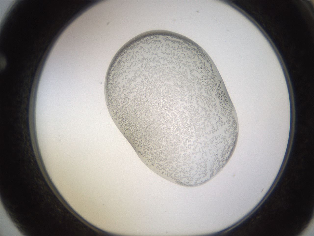folderID681_plateID2681_batchID13511_wellNum62_profileID1_d1_r218849_ef.jpg